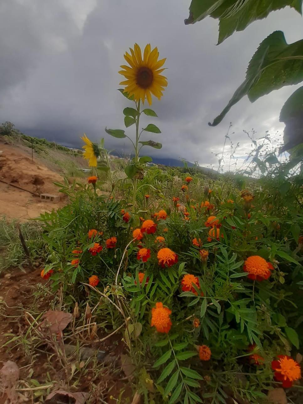 Finca De Luna La Orotava Εξωτερικό φωτογραφία