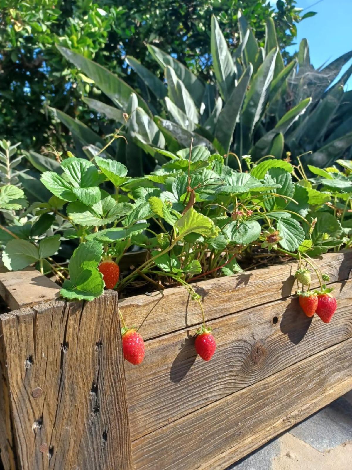 Finca De Luna La Orotava Εξωτερικό φωτογραφία