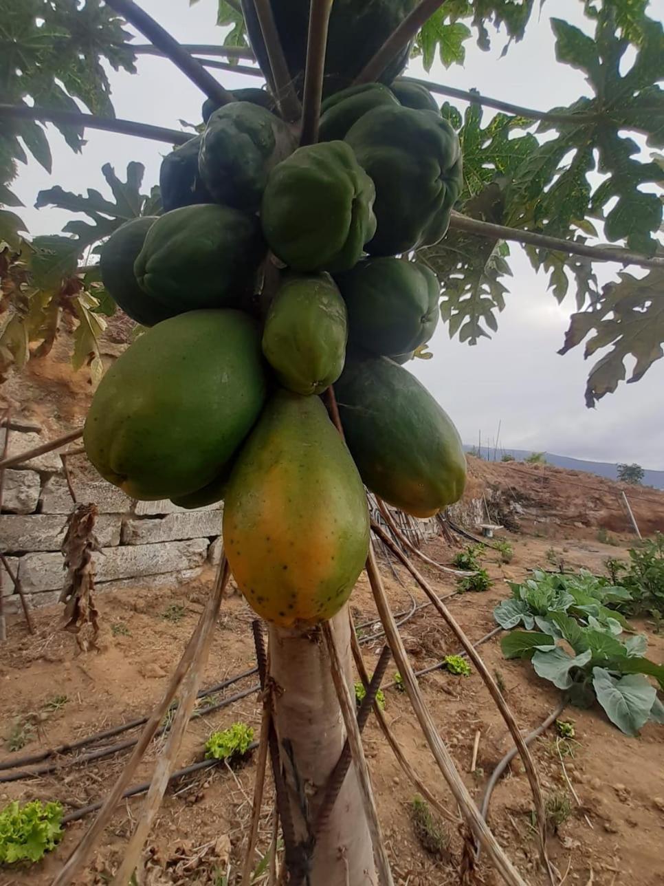 Finca De Luna La Orotava Εξωτερικό φωτογραφία