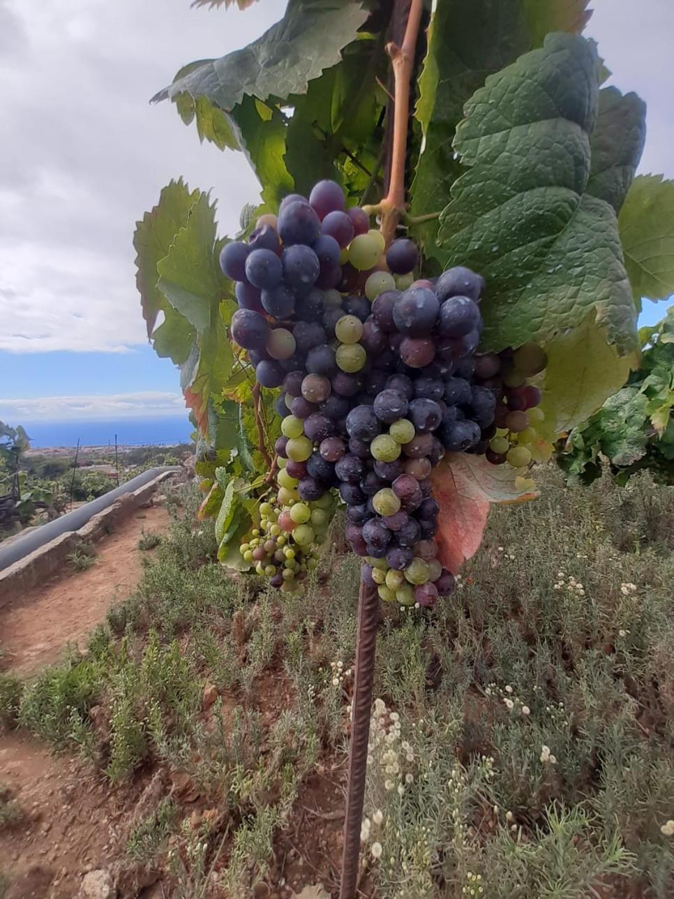 Finca De Luna La Orotava Εξωτερικό φωτογραφία
