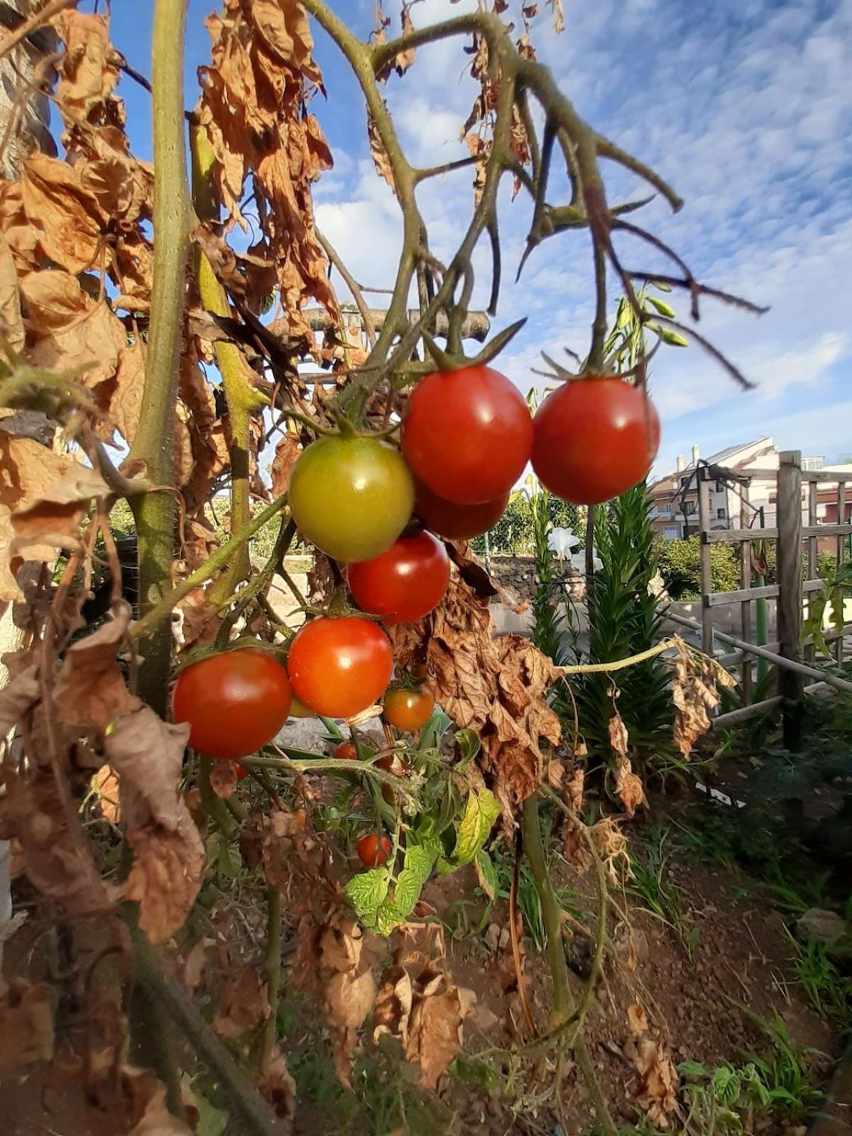 Finca De Luna La Orotava Εξωτερικό φωτογραφία