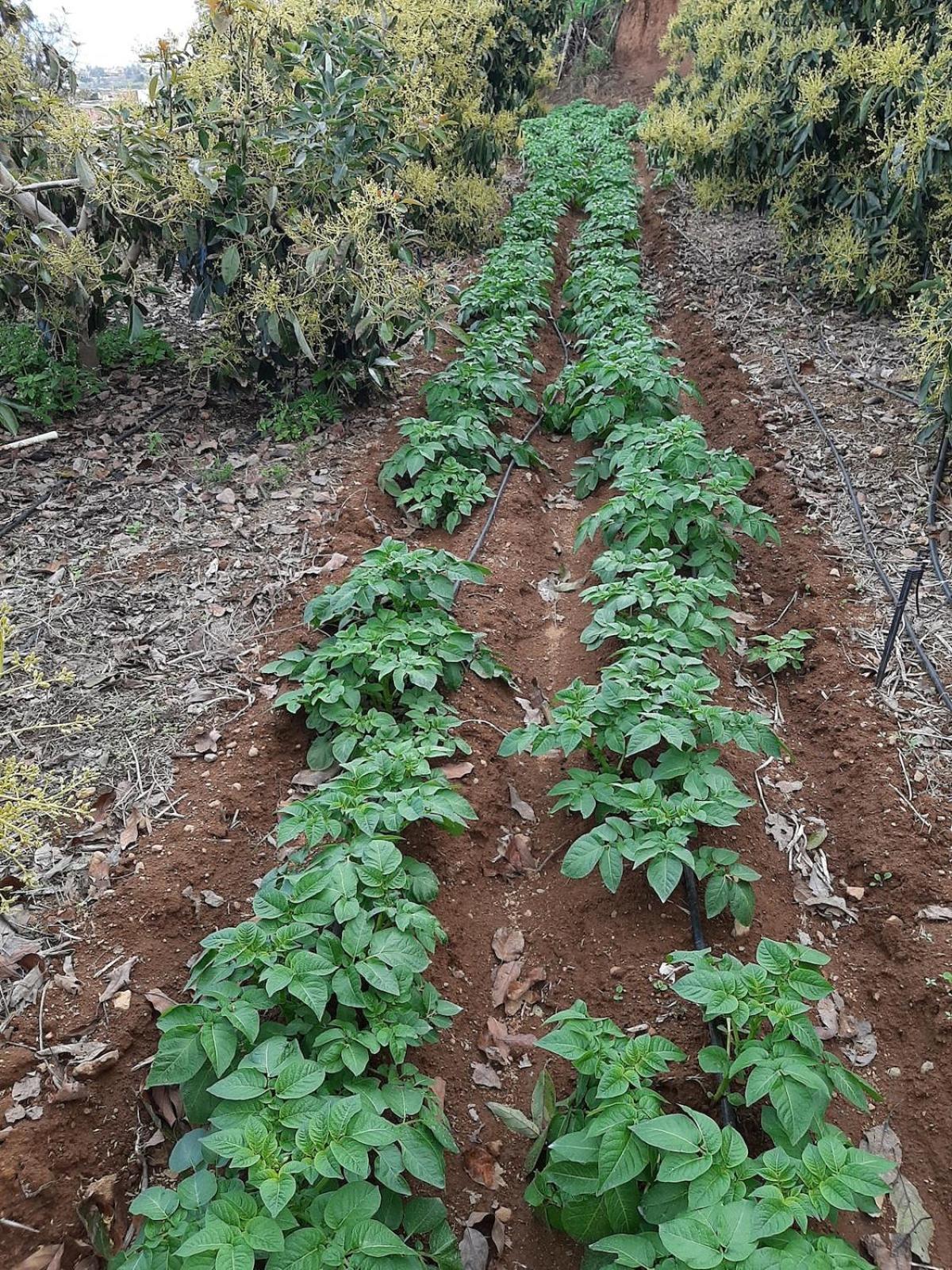 Finca De Luna La Orotava Εξωτερικό φωτογραφία