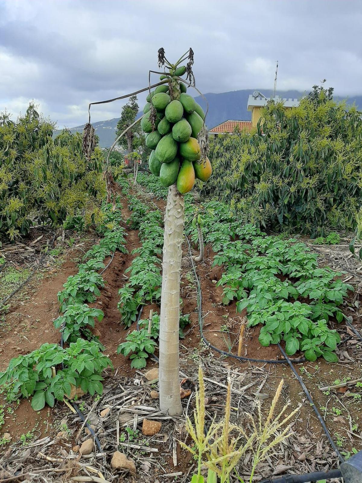 Finca De Luna La Orotava Εξωτερικό φωτογραφία